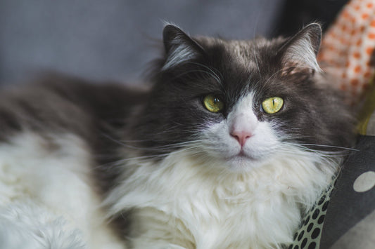 Best Cat Scratch Deterrent Sprays and Tapes: Do They Really Work? - Soldaypet