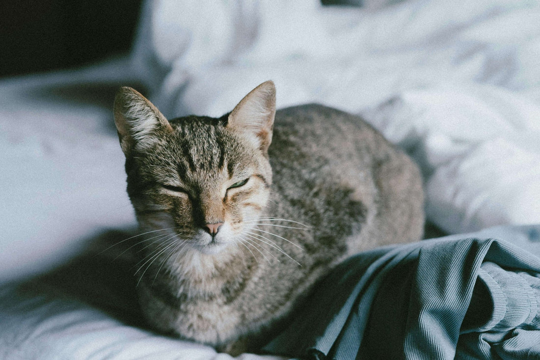 What Couch Materials That Cats Won't Scratch? - Soldaypet