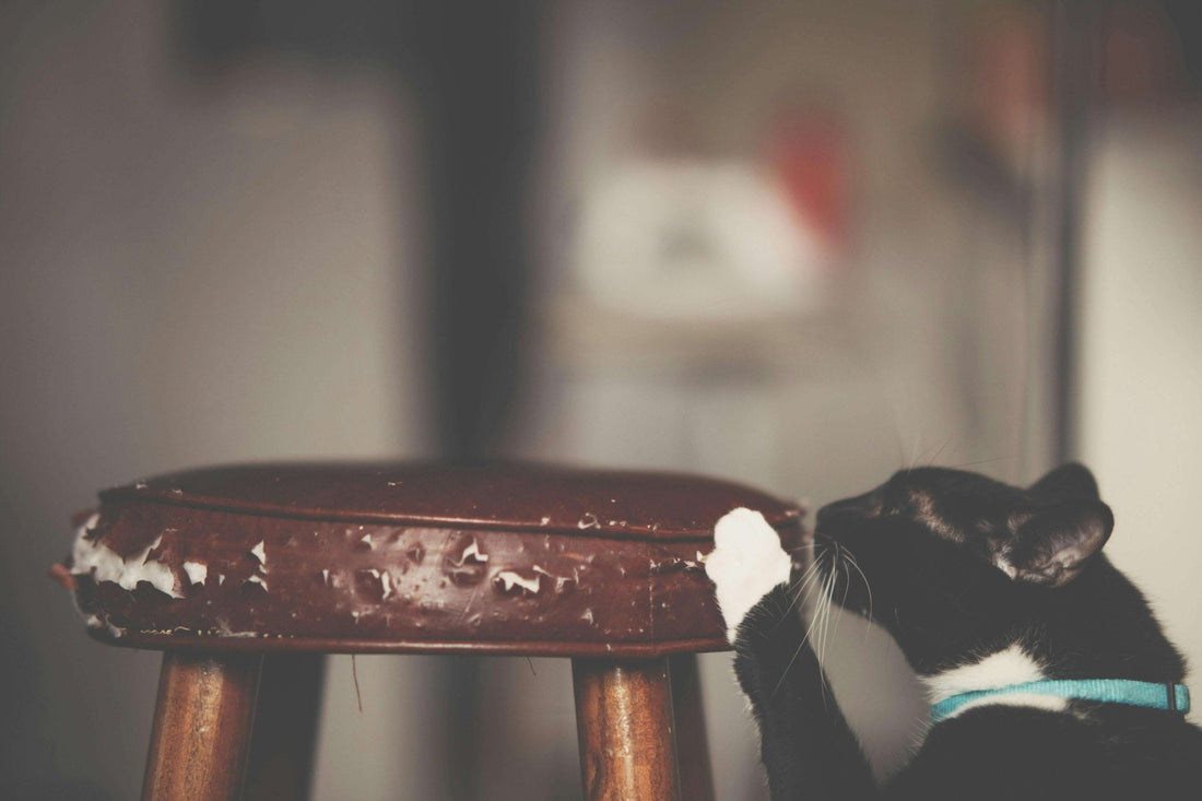 Why Does My Cat Scratch The Wall? 5 Likely Reasons And How To Stop It - Soldaypet