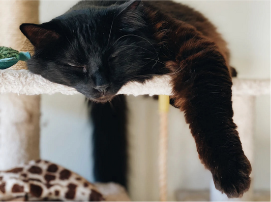 Find the Purr-fect Cat Tree for Your Space