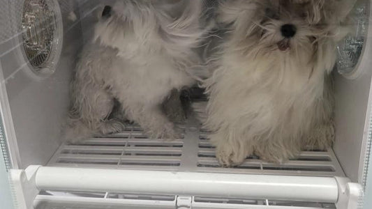 Two small dogs are inside a pet dryer box with a digital display showing temperature and time.