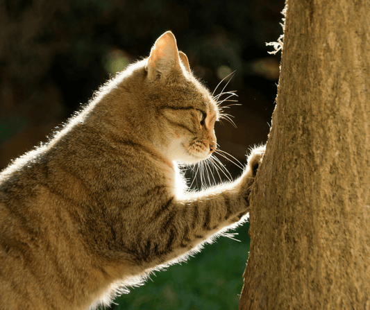 Best Cat Scratch Board & Mat: Ultimate Sisal Scratcher Buying Guide in 2025 - Soldaypet