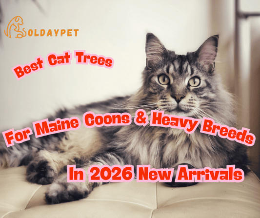 Best Cat Trees For Maine Coons & Heavy Breeds In 2026 New Arrivals - Soldaypet