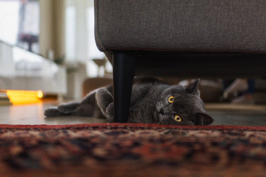 Designing the Perfect Cozy Corner for Your Pets - Soldaypet