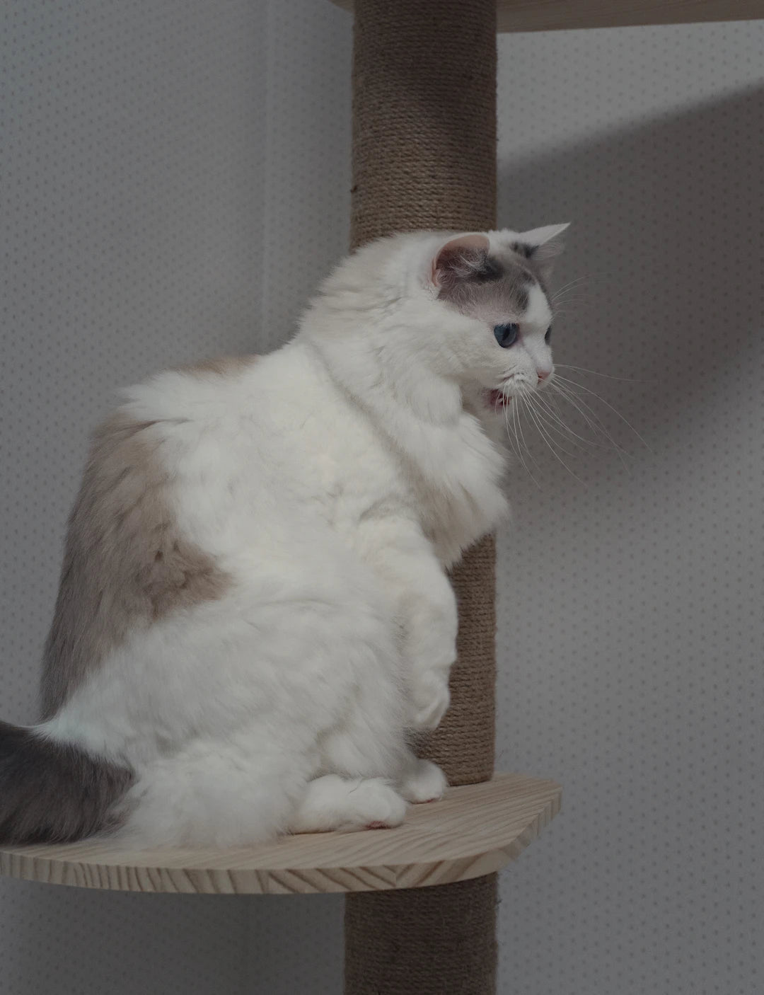DIY Cat Trees: Tips and Ideas for Creative Cat Owners - Soldaypet