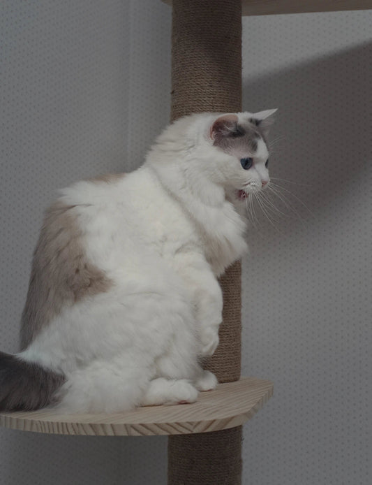 DIY Cat Trees: Tips and Ideas for Creative Cat Owners - Soldaypet