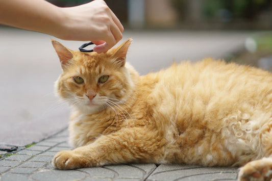 Durable Sisal Cat Scratchers for Healthy Claw Maintenance - Soldaypet