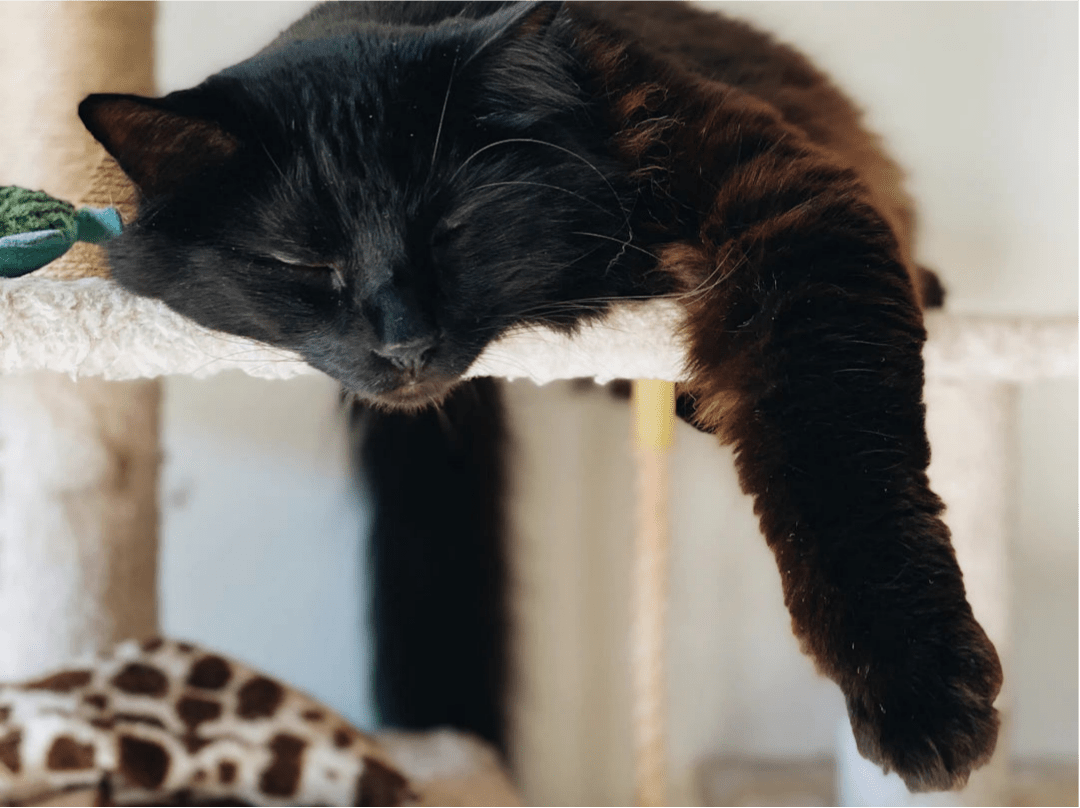 Find the Purr-fect Cat Tree for Your Space - Soldaypet