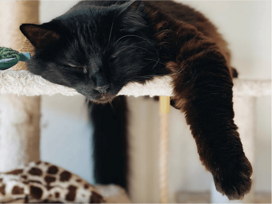 Find the Purr-fect Cat Tree for Your Space - Soldaypet