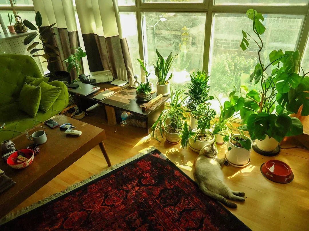 Find the Purrfect Purrniture Cat Furniture for Your Pet - Soldaypet