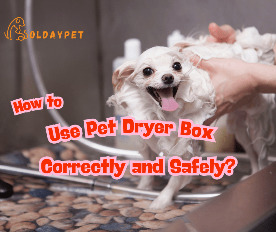 How Should Pet Owners Use Pet Dryer Boxes Correctly and Safely? - Soldaypet