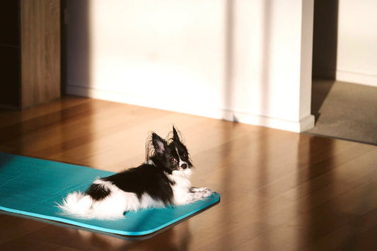 Mess-Free Feeding Solutions for Pets with Non-Slip Mats - Soldaypet