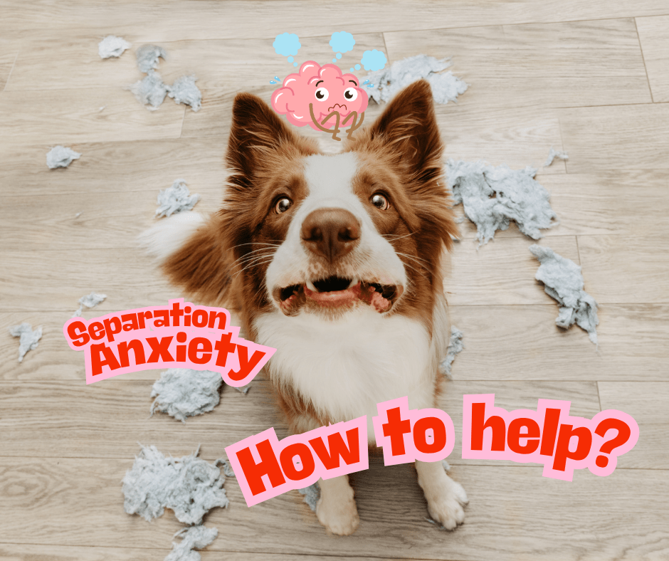 Paws for Thought: 5 Science-Backed Tips to Ease Your Dog's Separation Anxiety in 2025 - Soldaypet