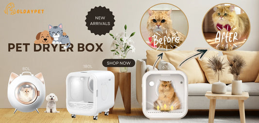 The Honest Truth: Is It Safe to Use a Pet Dryer Box Without Any Supervision?