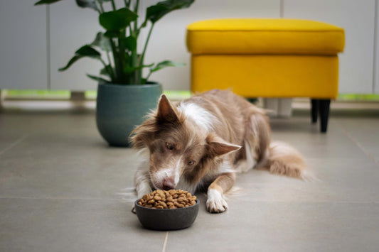 Non-Slip Pet Food Mats for Effortless Feeding Cleanup