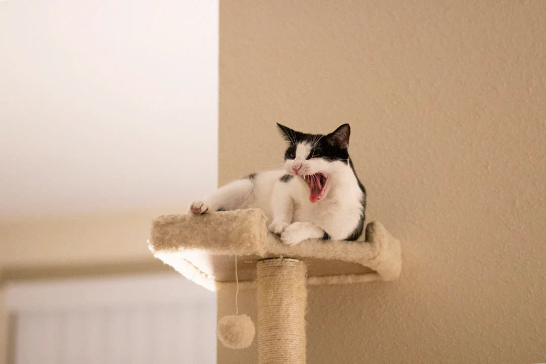 The Benefits of Cat Trees for Indoor Cats