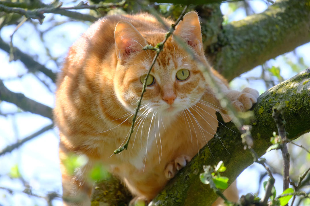 Keep It Clean Tips for Maintaining Your Cat Tree