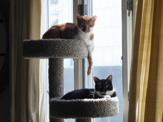 Elegant Real Wood Cat Trees to Enhance Your Home Style