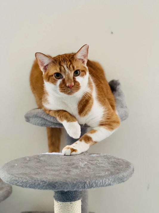 The Surprising Psychological Benefits of Cat Trees