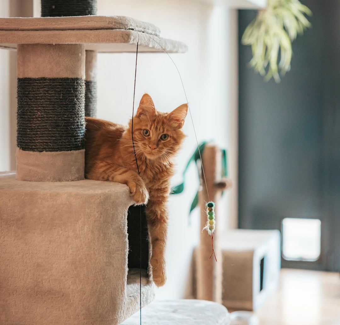 Spacious Cat Trees for Maine Coons Fun and Functionality