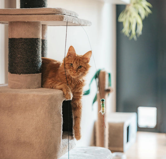 Spacious Cat Trees for Maine Coons Fun and Functionality