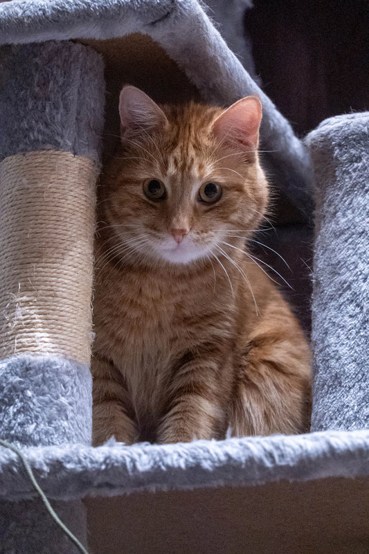 Cat Trees vs. Shelves Which Is Better for Your Cat