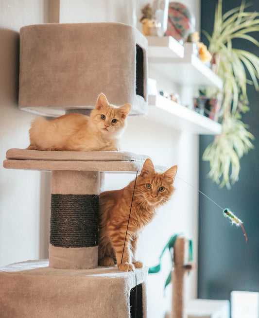 Sturdy Cat Trees for Large Cats with Real Wood Design - Soldaypet