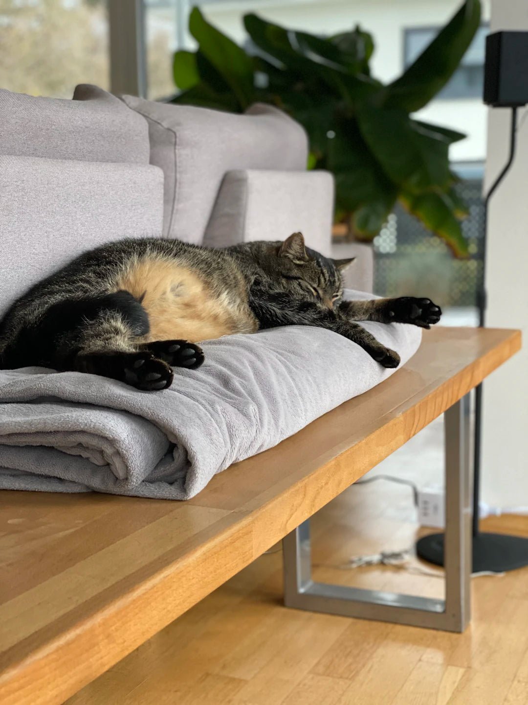 The Benefits of Investing in Quality Pet Furniture - Soldaypet