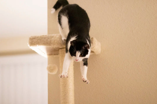 The Essential Role of Cat Trees in Feline Exercise - Soldaypet