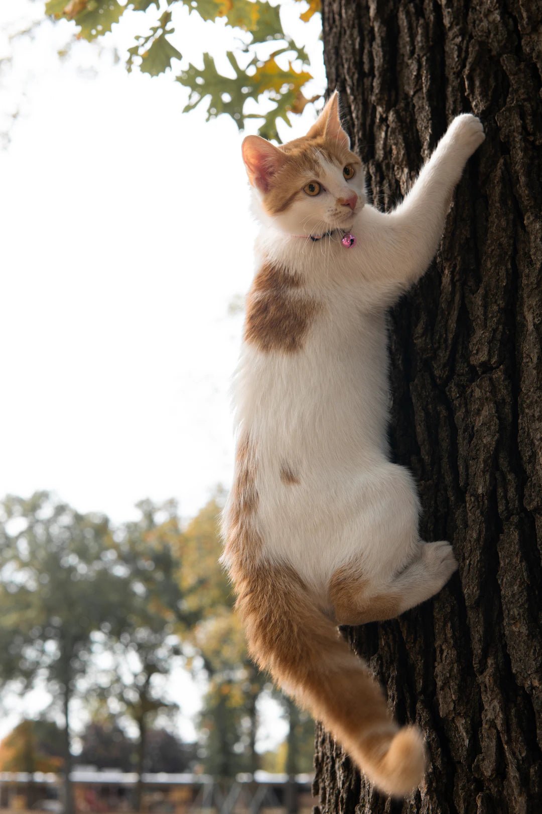 Understanding Your Cat's Climbing Habits - Soldaypet