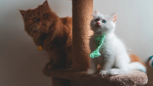 Vibrant Cat Trees to Enhance Your Living Space - Soldaypet