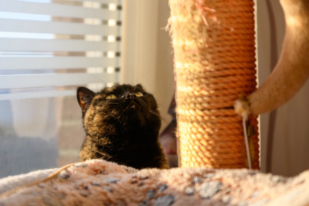 Welcome Home: Introducing a New Cat Tree - Soldaypet