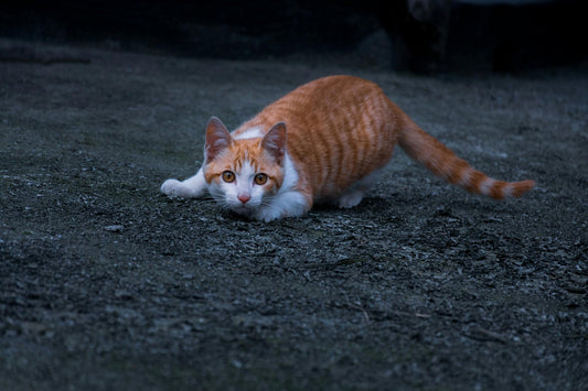 Why Do Cats Scratch You When You Pet Them? - Soldaypet