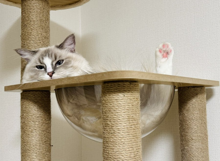 Load video: Soldaypet Solid Wood Cat Tree for Large Cats Product Review