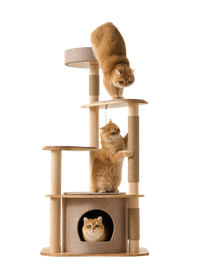 A tall wooden cat tree with multiple levels, platforms, a top perch, and a small enclosed cat condo at the bottom, shown with three orange cats posed on and inside it against a plain white background.