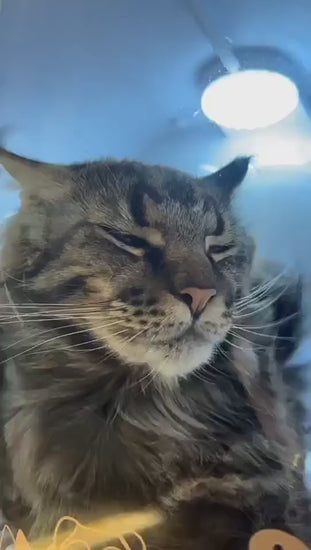 soldaypet dryer box working mode