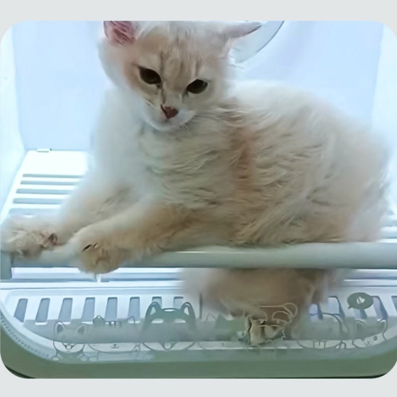 White cat inside a transparent plastic pet dryer box with a white background